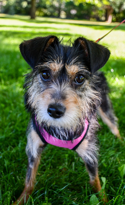Pet Photo