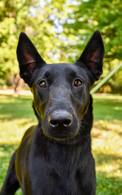 Pet Photo