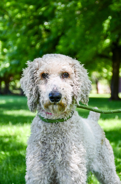Pet Photo
