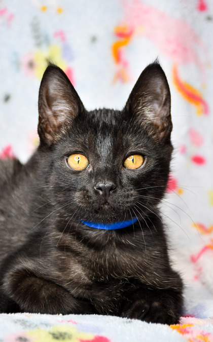 Pet Photo