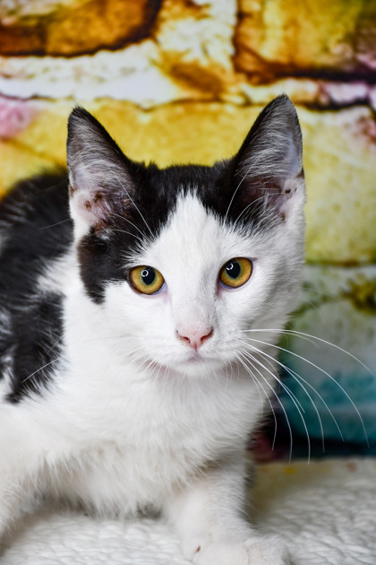 Pet Photo