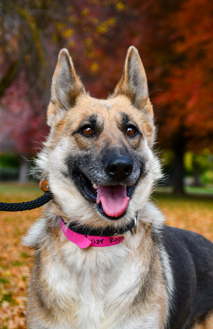 Pet Photo