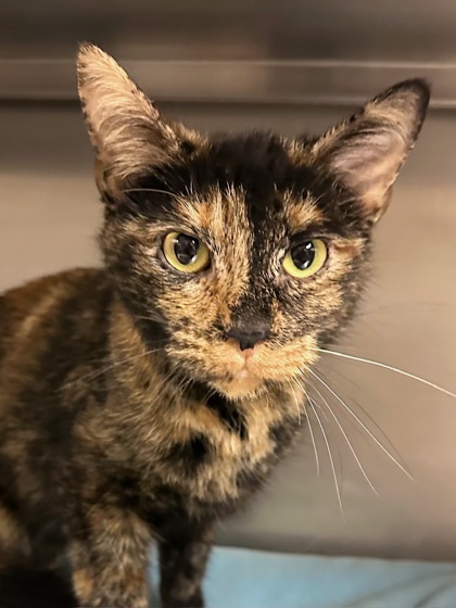 Pet Photo