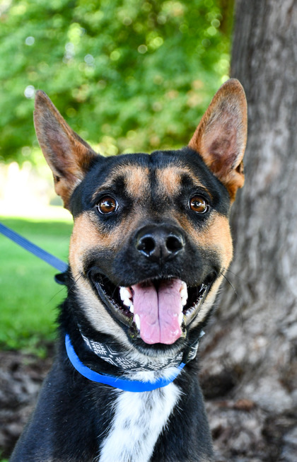 Pet Photo
