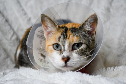 Pet Photo