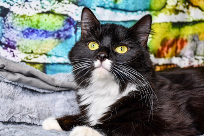 Pet Photo
