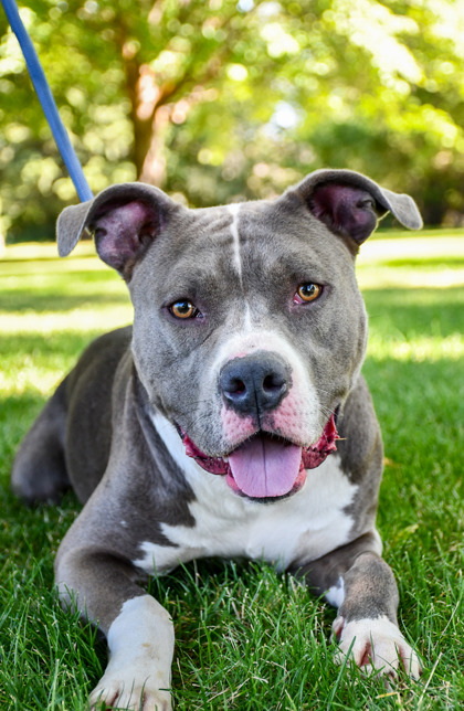Pet Photo