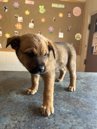 Pet Photo