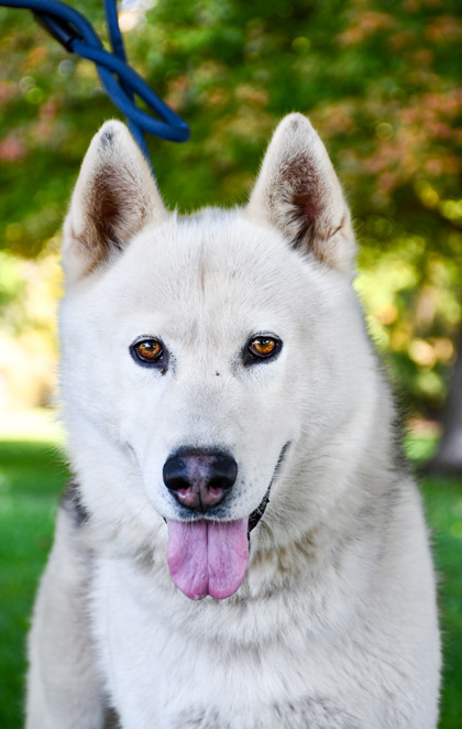Pet Photo