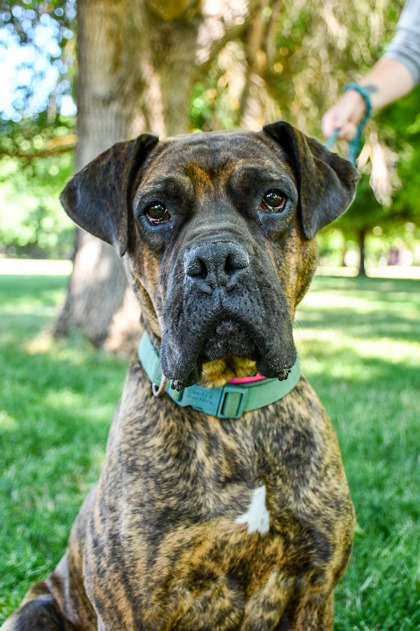 Pet Photo