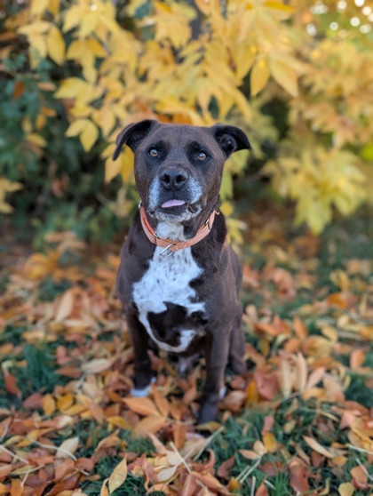 Pet Photo