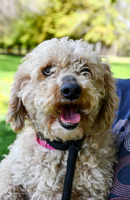 Pet Photo