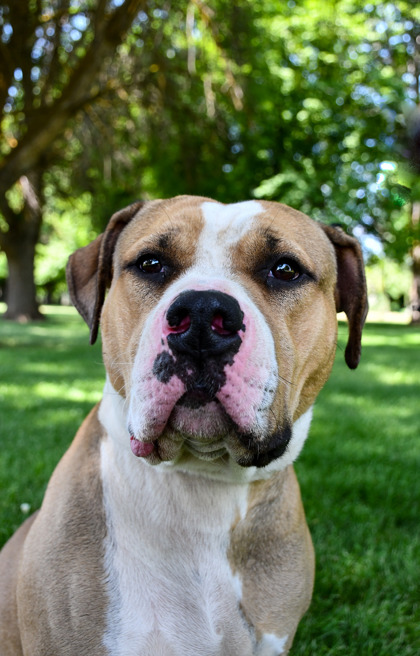 Pet Photo