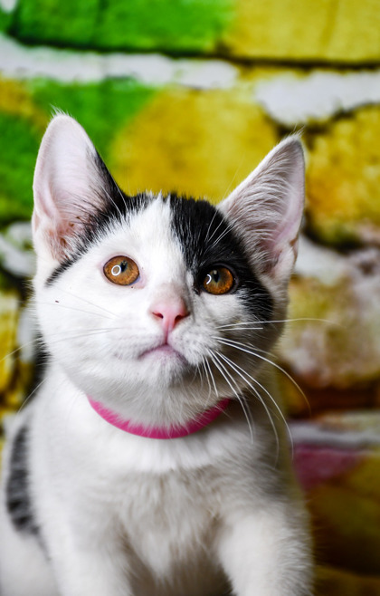 Pet Photo
