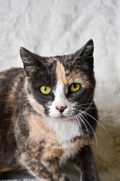 Pet Photo