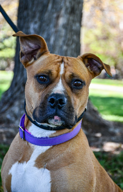 Pet Photo