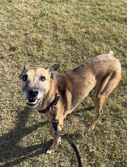 Pet Photo