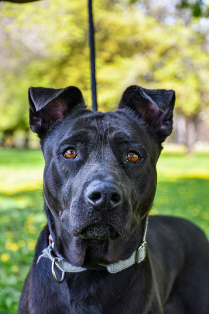 Pet Photo