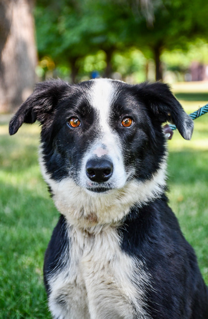 Pet Photo