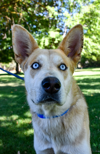 Pet Photo