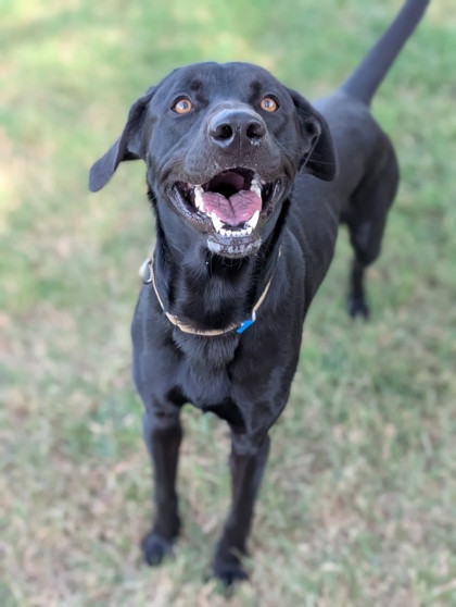 Pet Photo