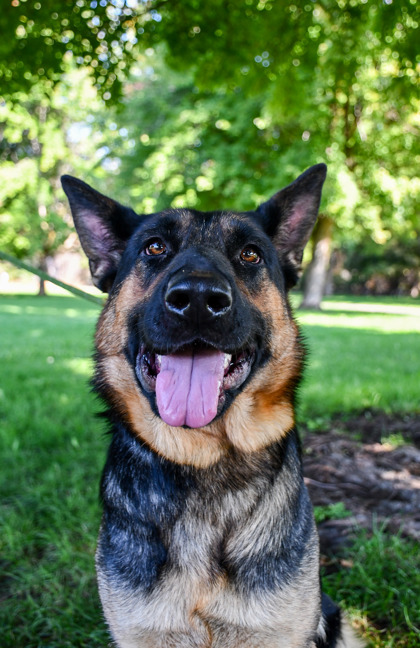 Pet Photo