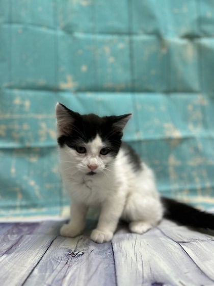 Pet Photo