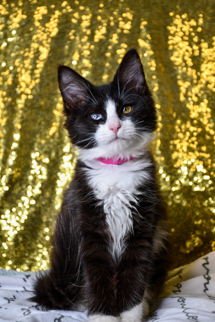 Pet Photo