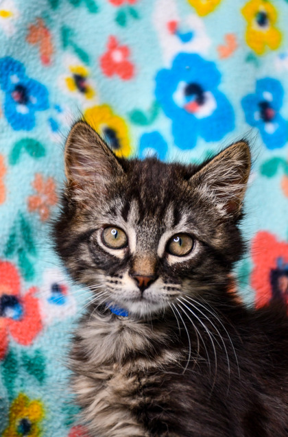 Pet Photo