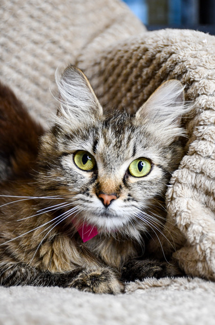 Pet Photo