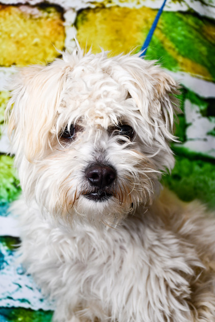 Pet Photo