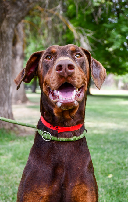 Pet Photo