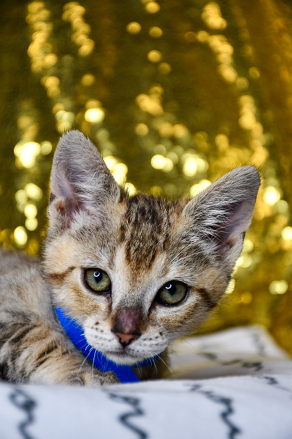 Pet Photo