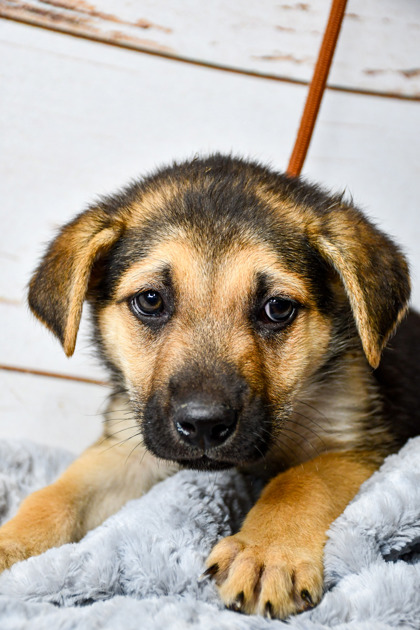 Pet Photo