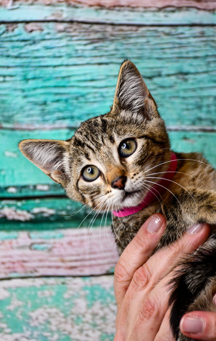 Pet Photo