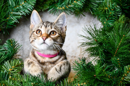Pet Photo