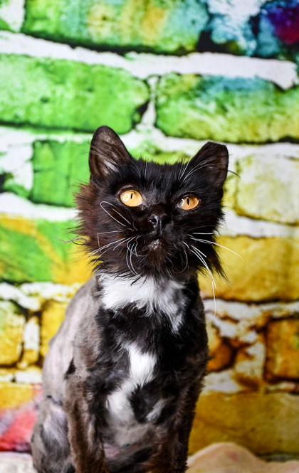 Pet Photo