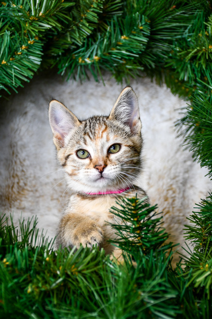Pet Photo