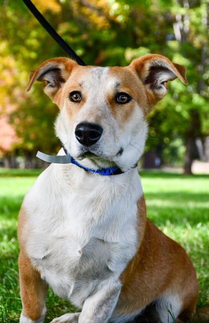 Pet Photo