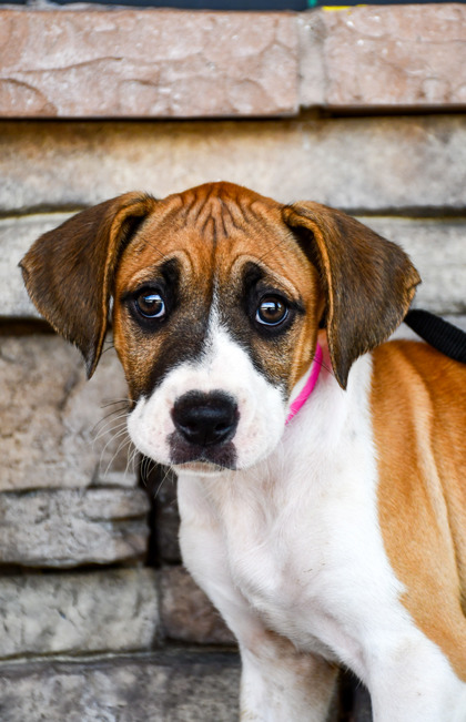 Pet Photo