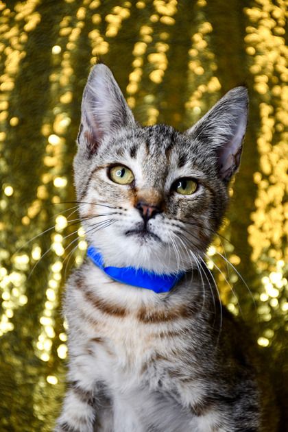 Pet Photo