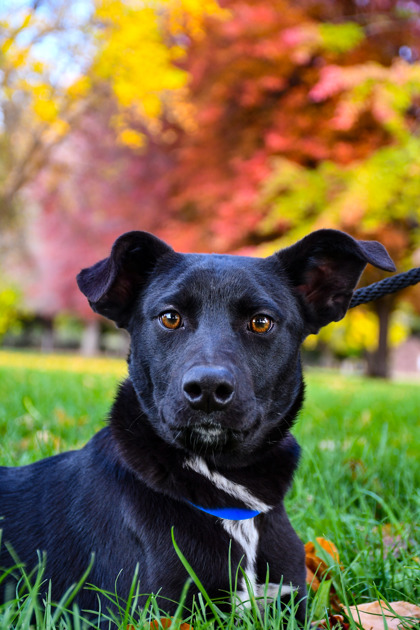 Pet Photo