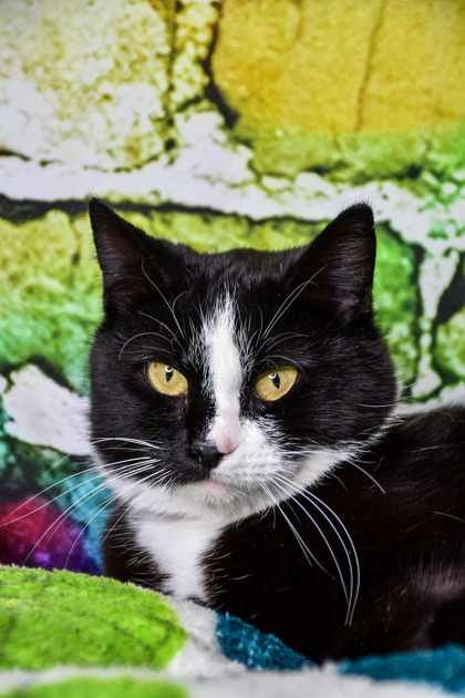 Pet Photo