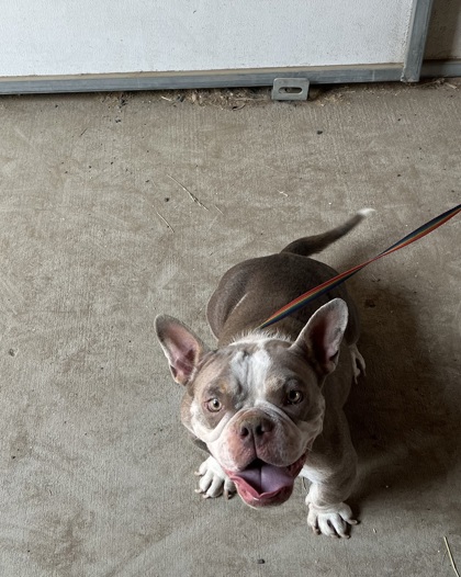 Pet Photo