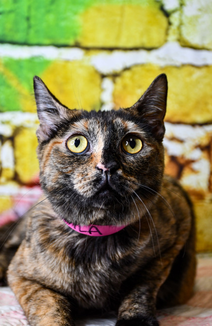 Pet Photo