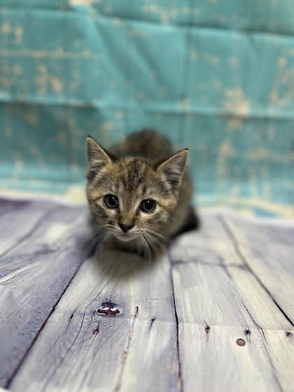 Pet Photo