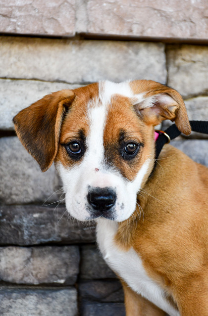 Pet Photo