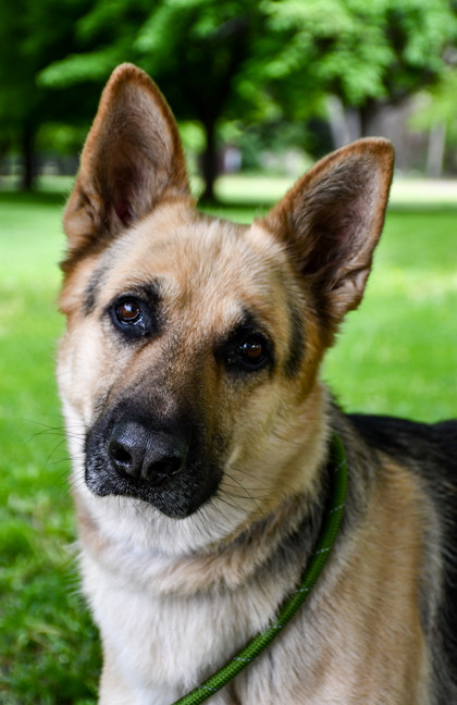 Pet Photo