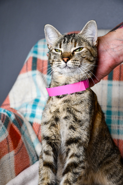 Pet Photo