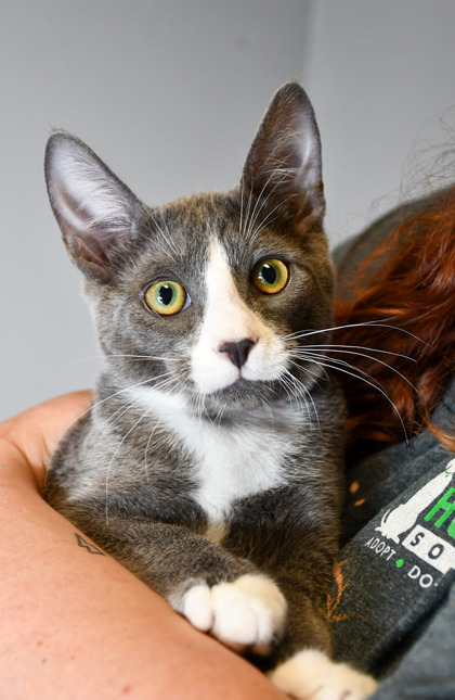 Pet Photo